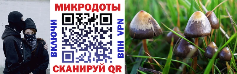 Купить  Куровское  Псилоцибиновые грибы MAGIC MUSHROOMS 
